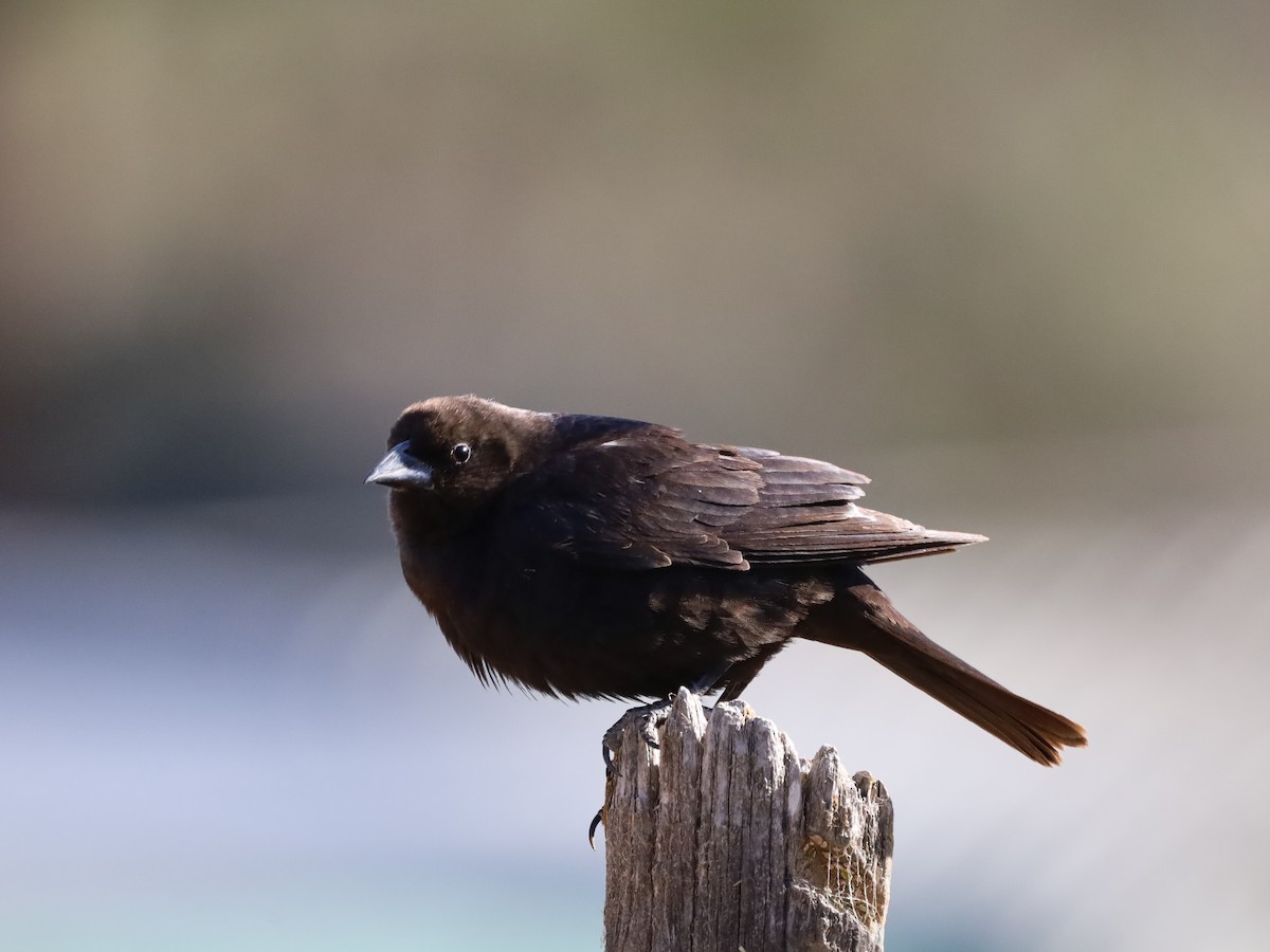 Brown-headed Cowbird - ML619635071