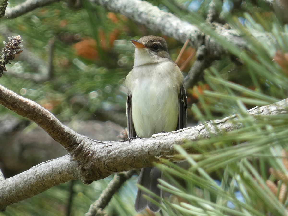 Willow Flycatcher - William Buswell