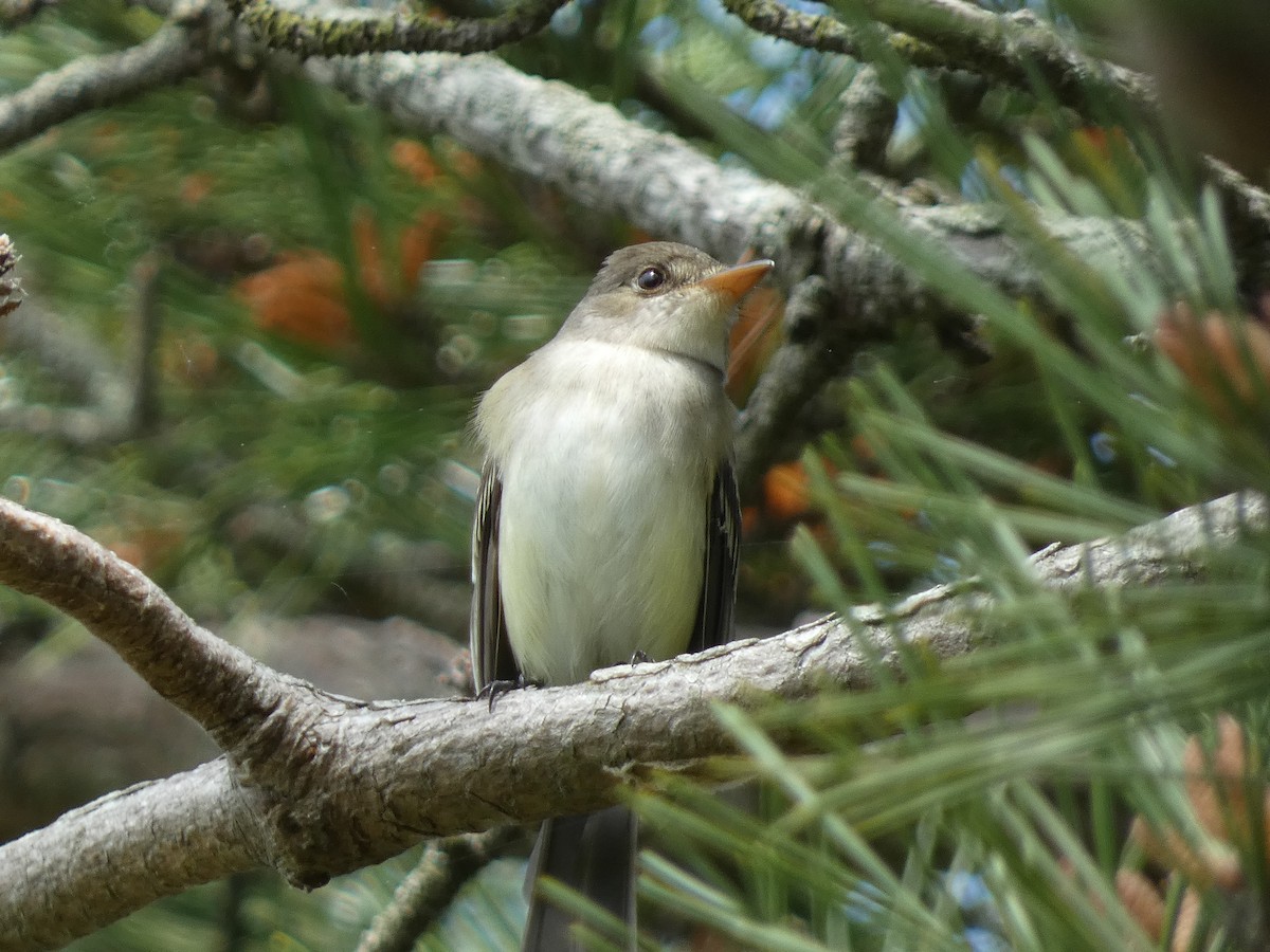 Willow Flycatcher - William Buswell
