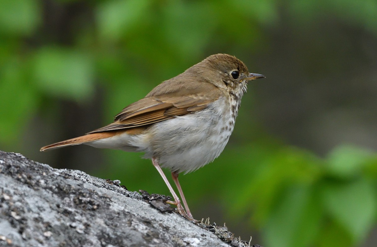 Hermit Thrush - Sylvain Dallaire