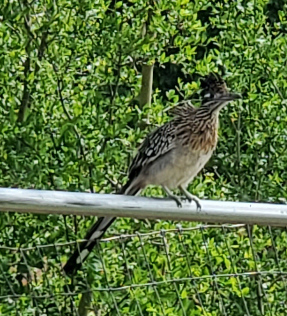 Greater Roadrunner - Nancy Cox