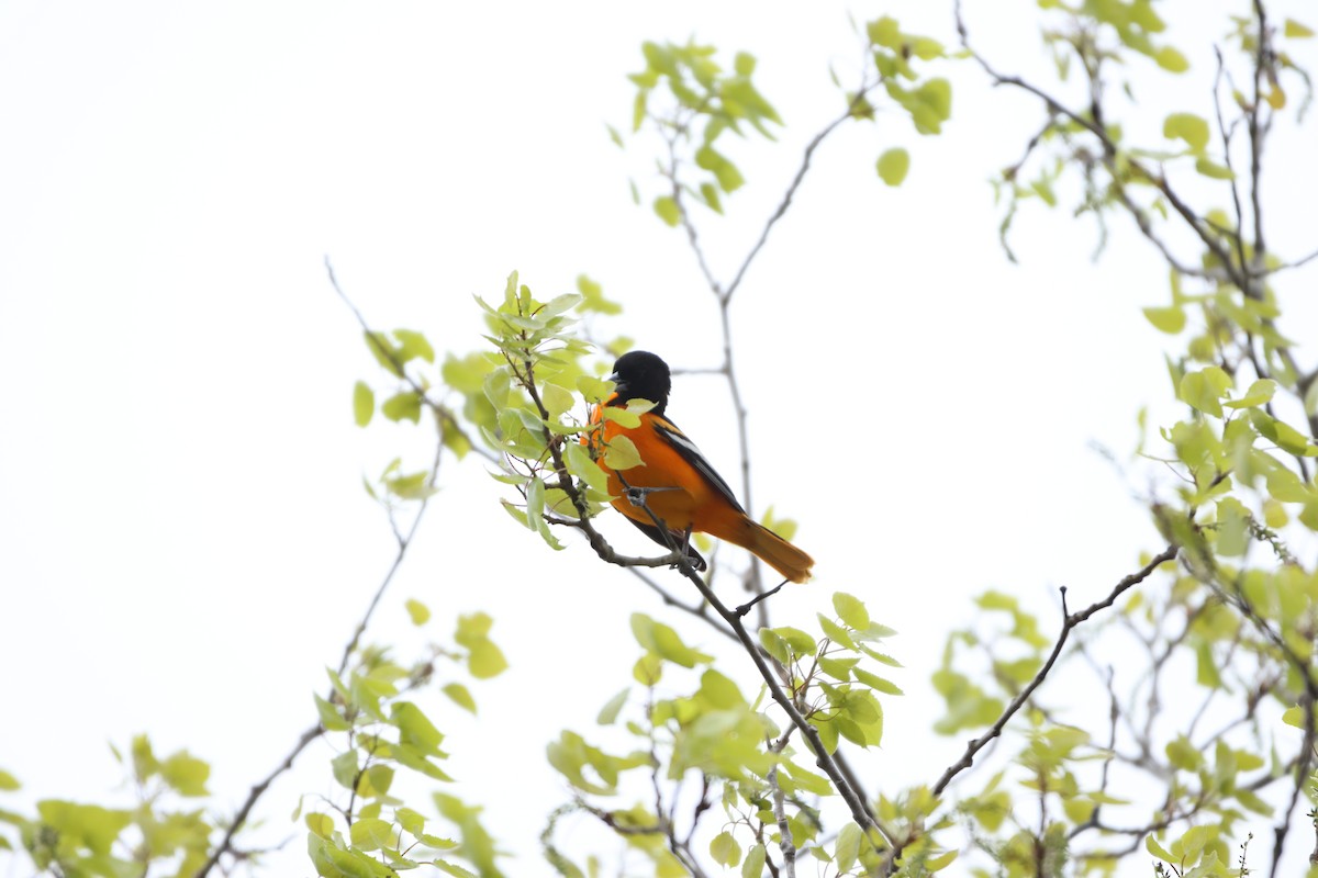 Baltimore Oriole - ML619635094