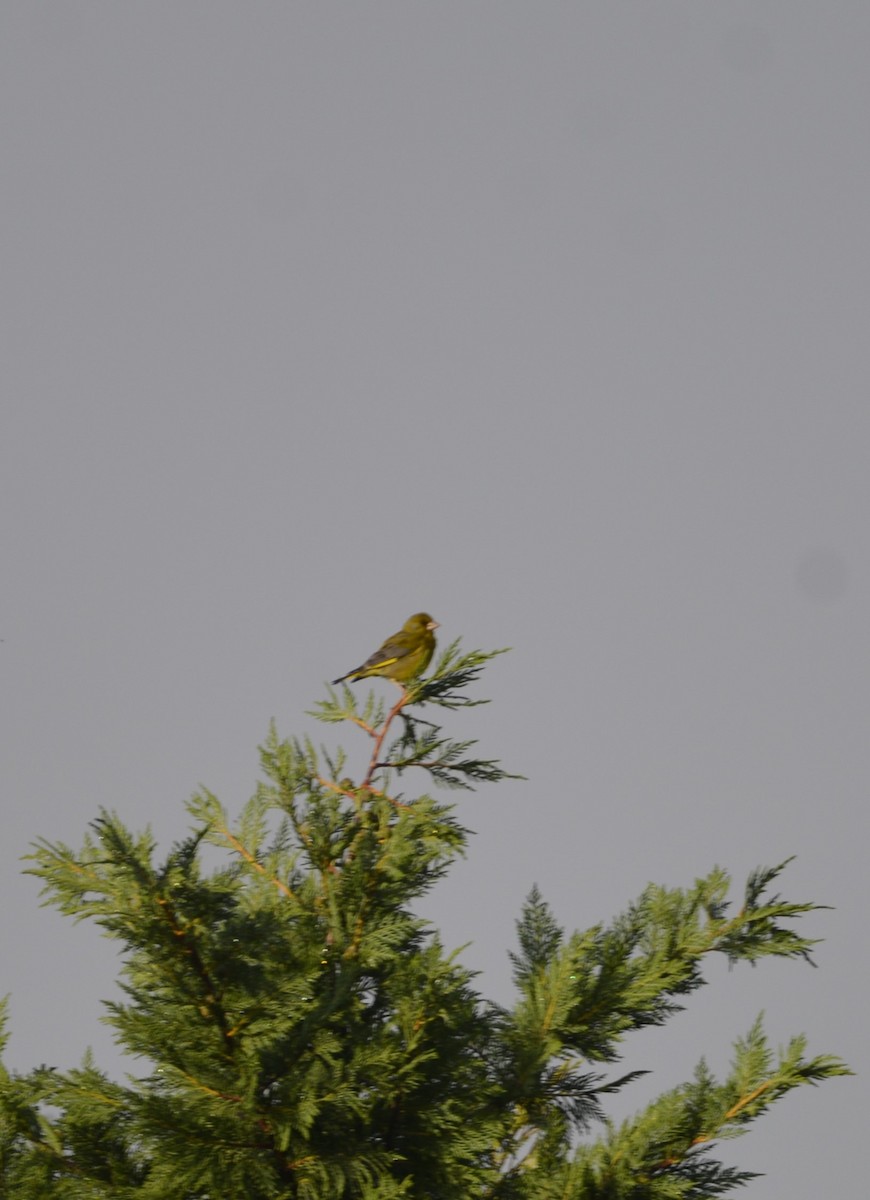 European Greenfinch - Dominique Blanc