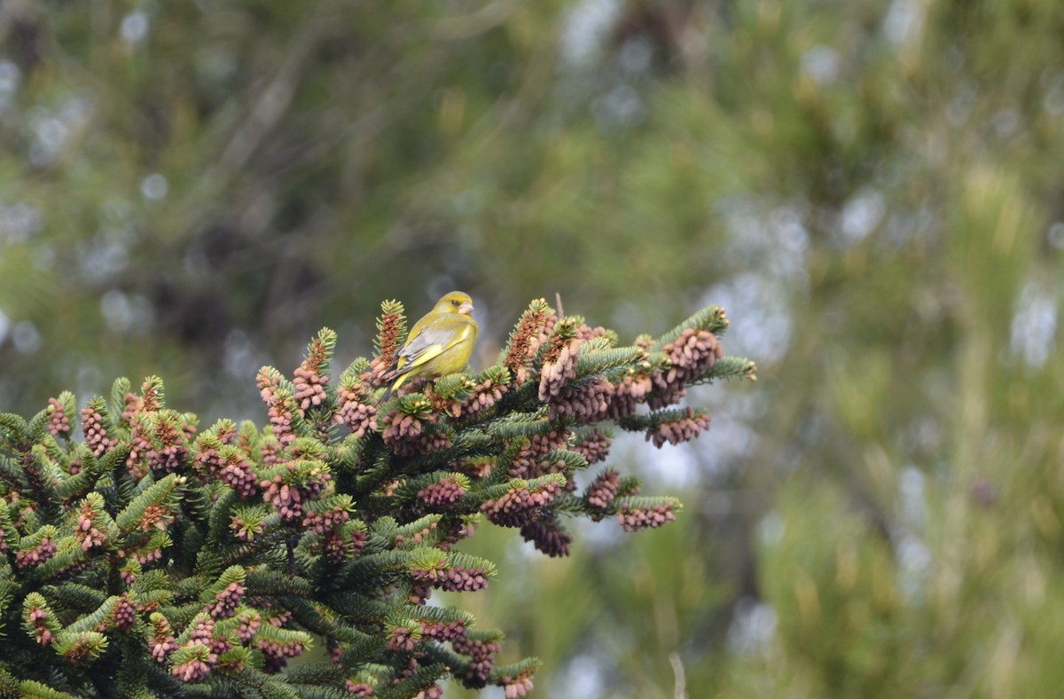 European Greenfinch - Dominique Blanc