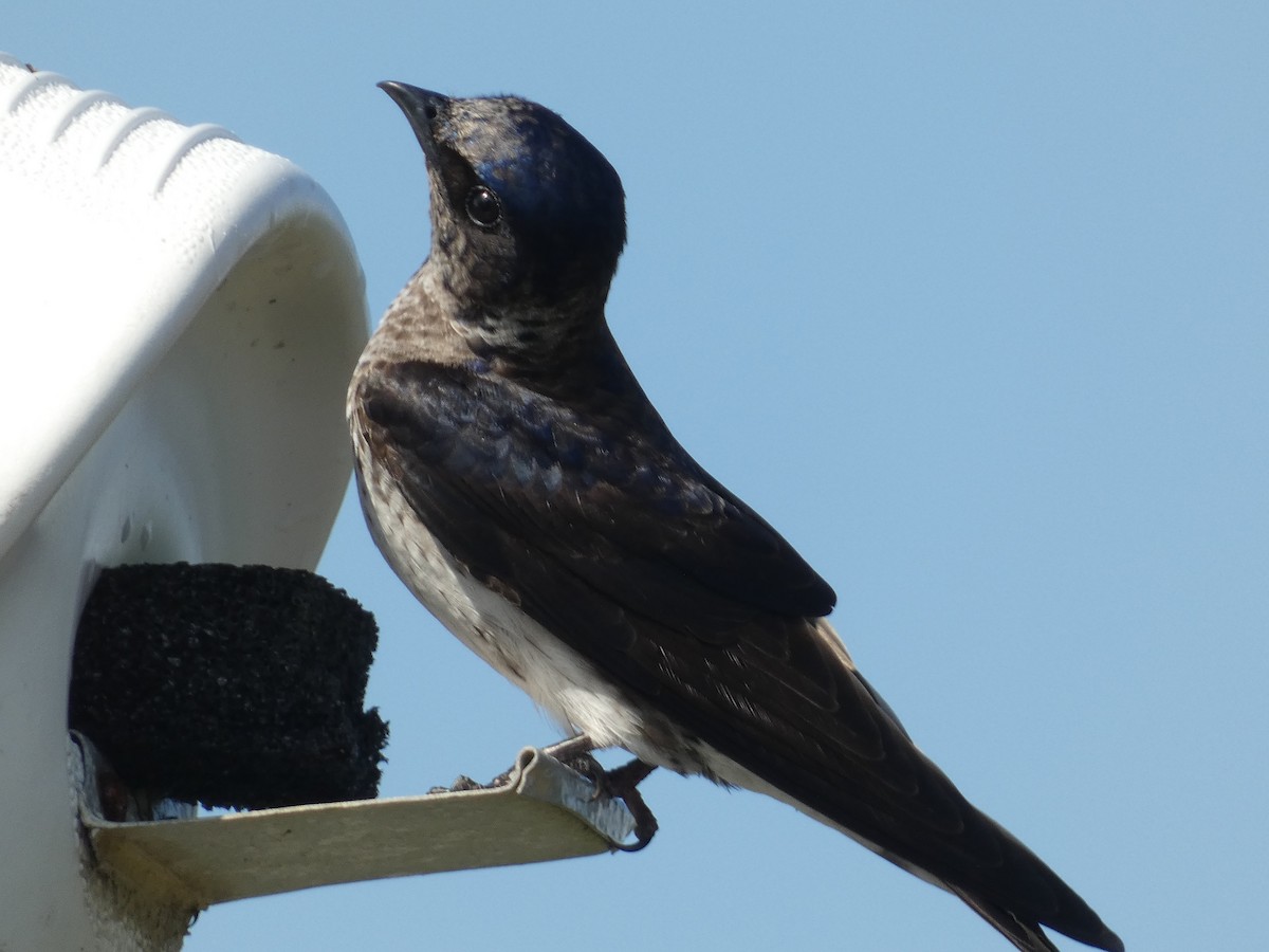 Purple Martin - William Buswell