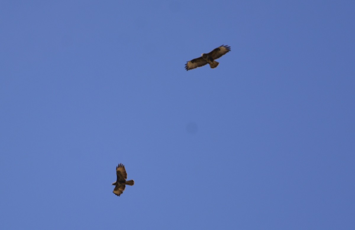 Common Buzzard - Dominique Blanc