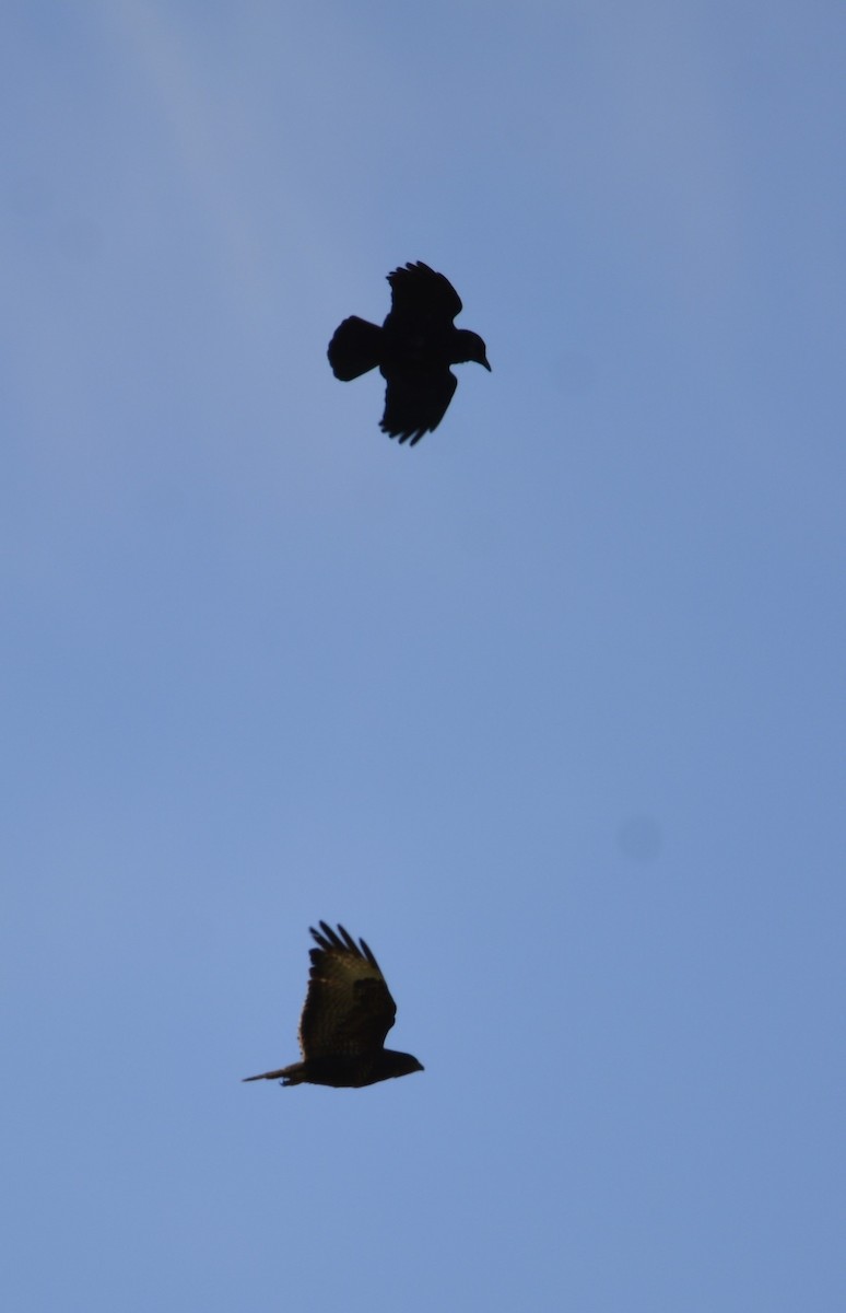 Common Buzzard - Dominique Blanc