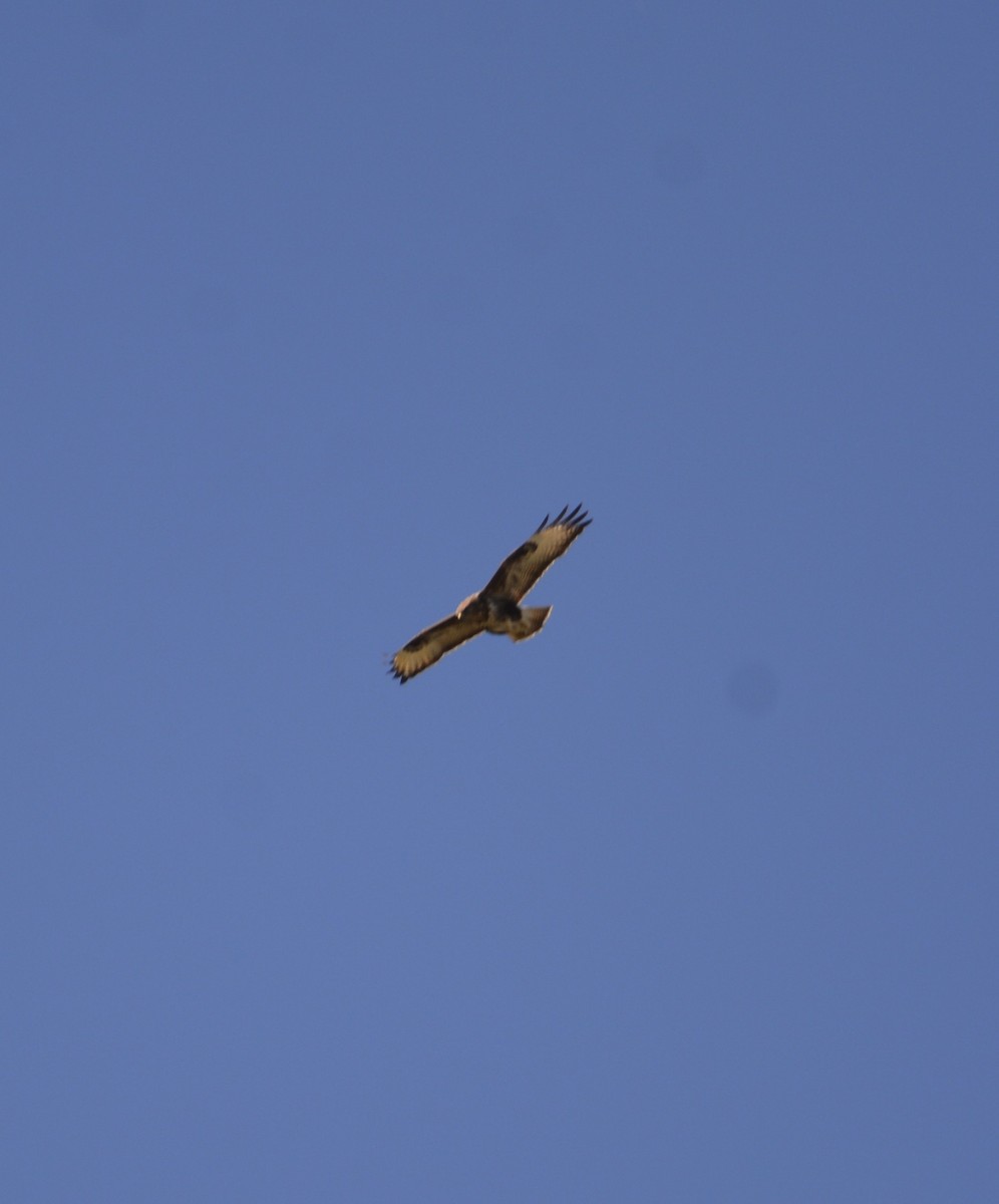 Common Buzzard - Dominique Blanc