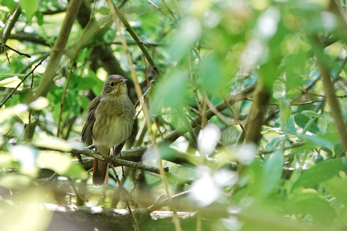 Thrush Nightingale - ML619635138