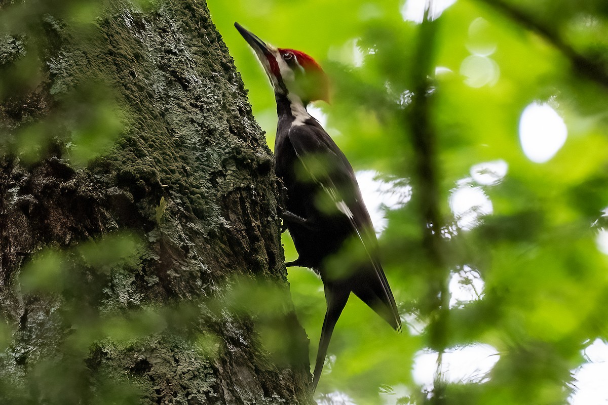 Pileated Woodpecker - Shori Velles
