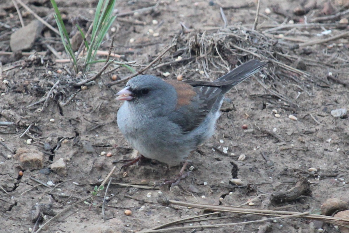 Dark-eyed Junco - Connor Thomas