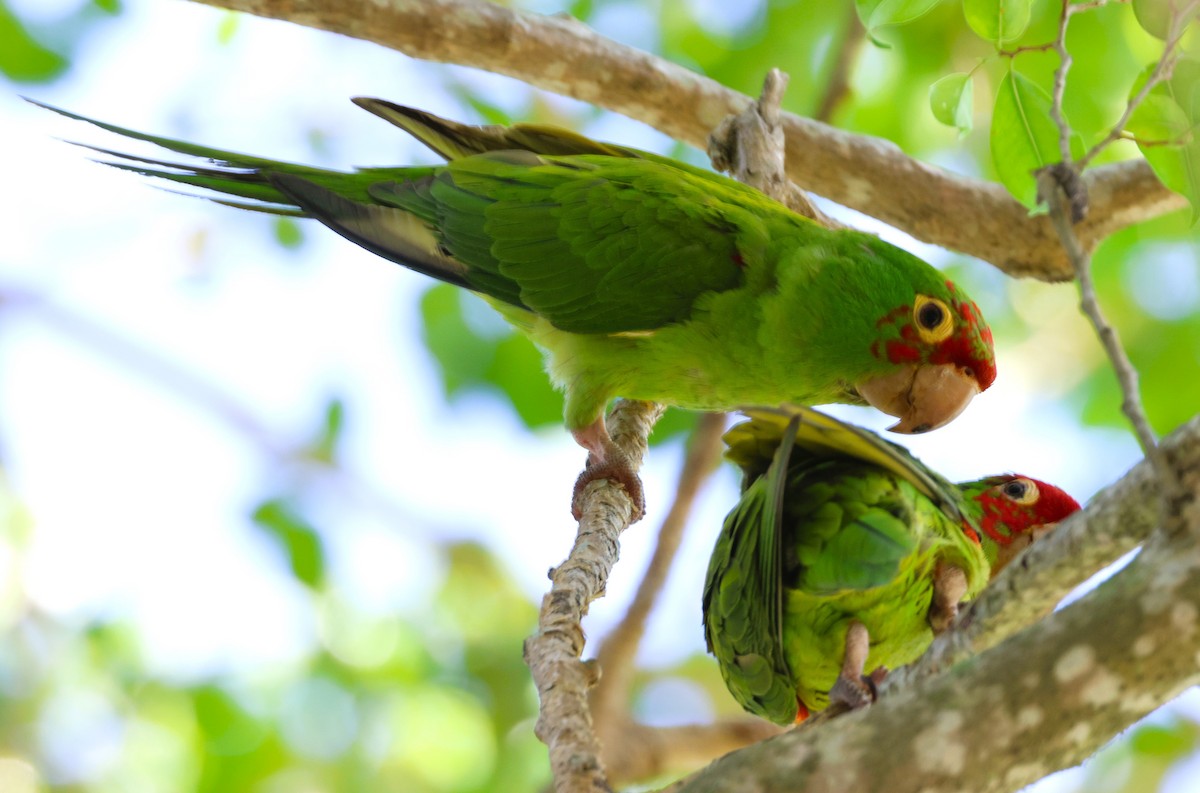 Mitred Parakeet - Anne Ruben