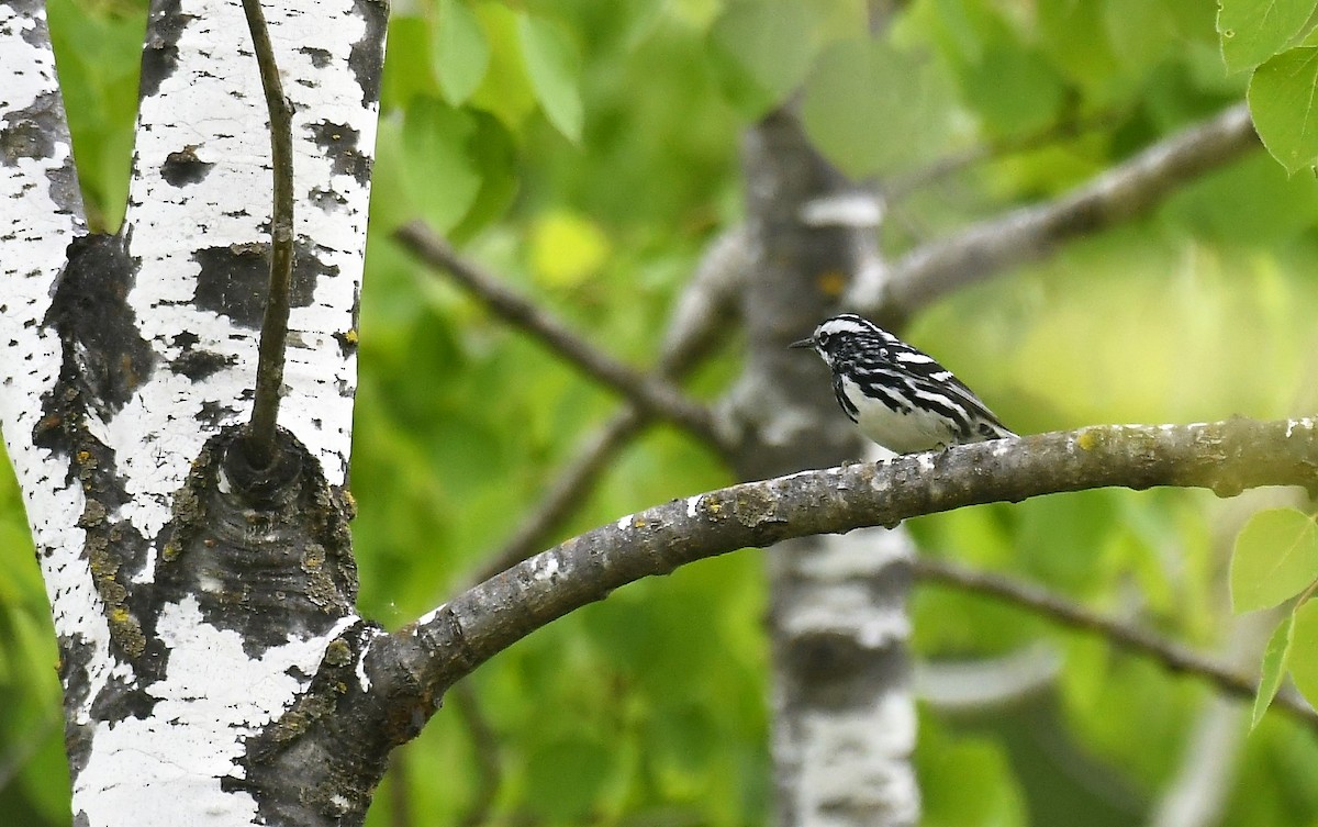 Black-and-white Warbler - Marcia Suchy