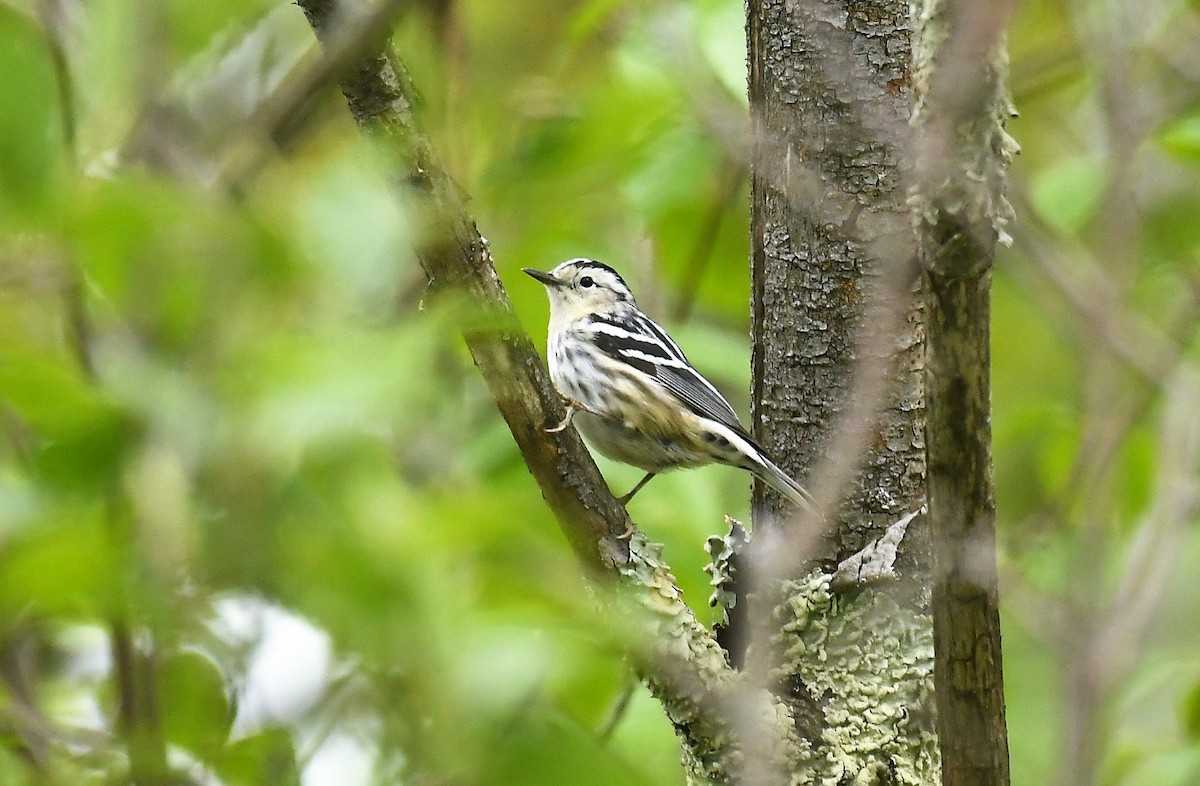 Black-and-white Warbler - Marcia Suchy