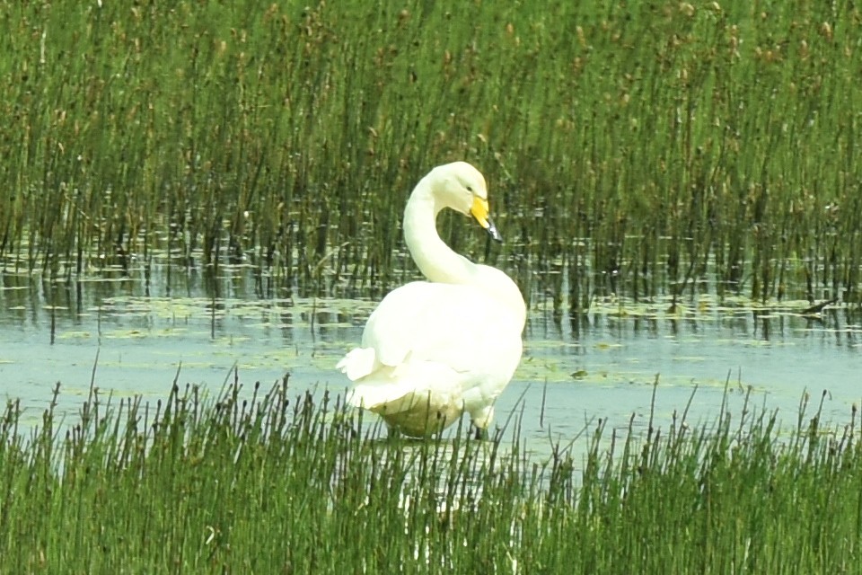 Whooper Swan - Blair Whyte