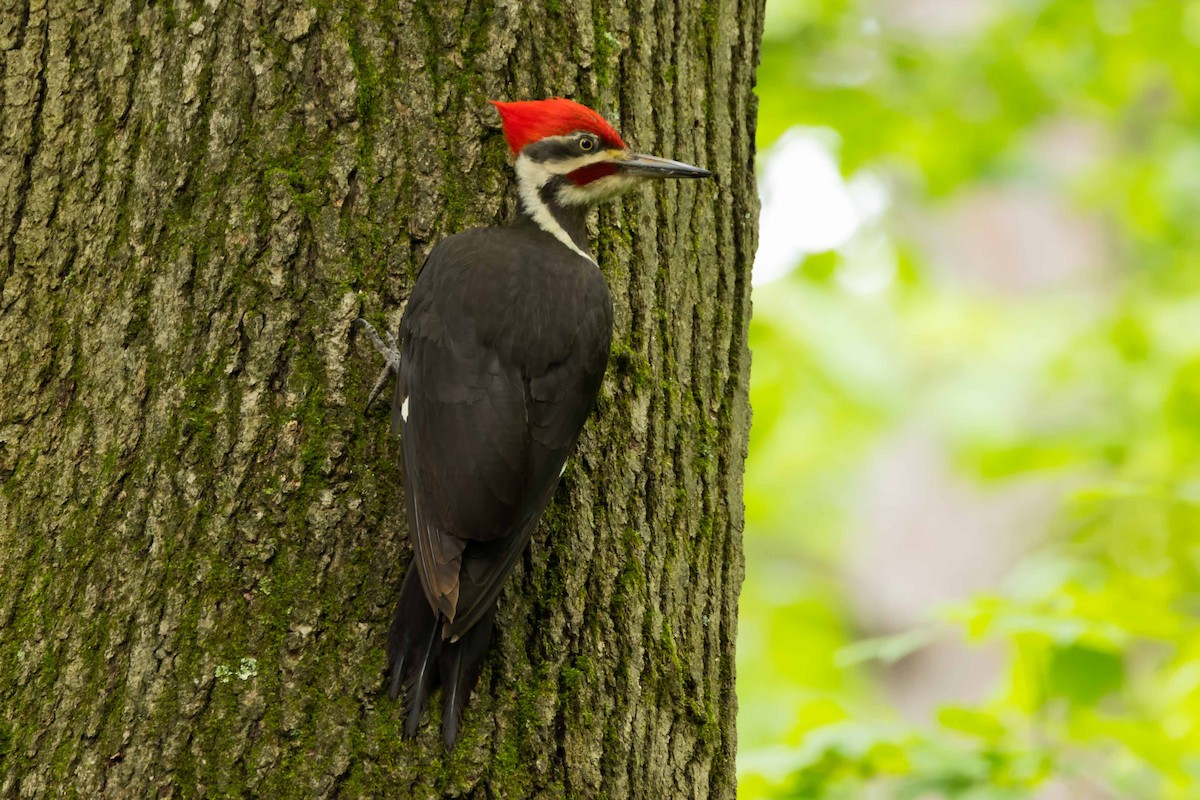 Pileated Woodpecker - Kees de Mooy