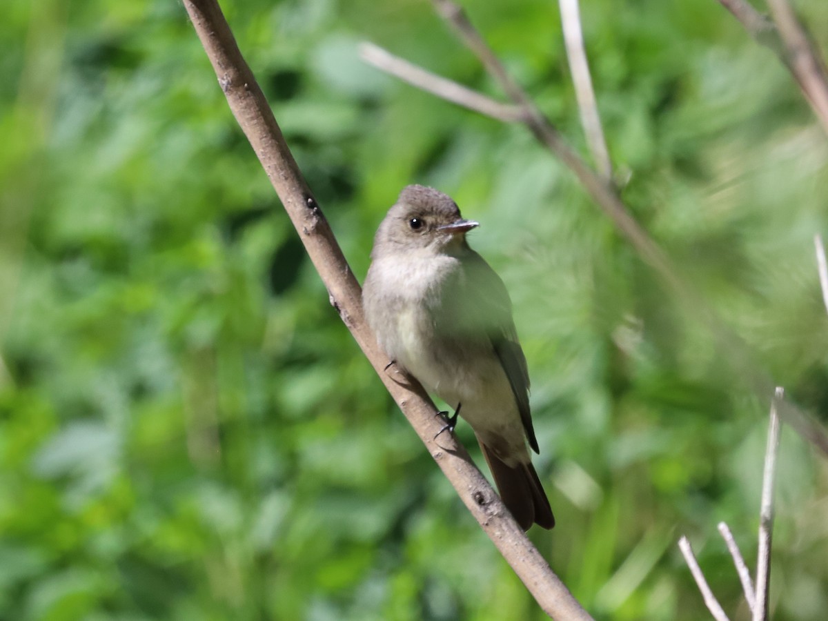 Western Wood-Pewee - ML619635171