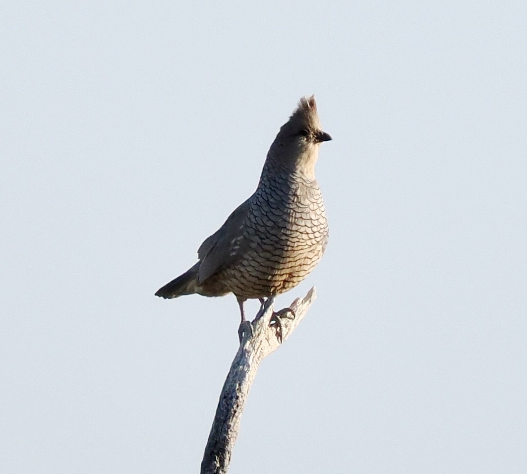 Scaled Quail - Rishab Ghosh