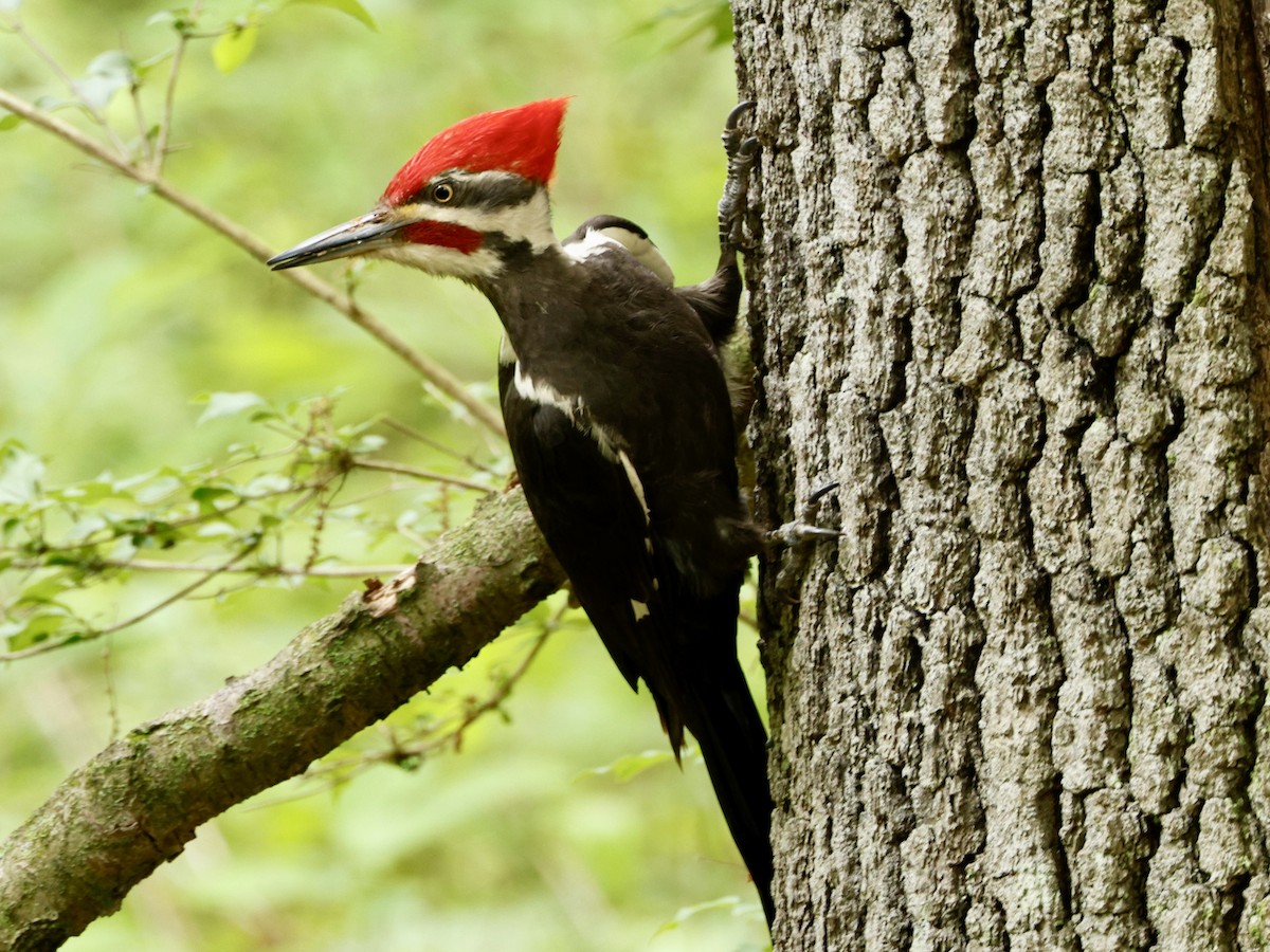 Pileated Woodpecker - Kees de Mooy