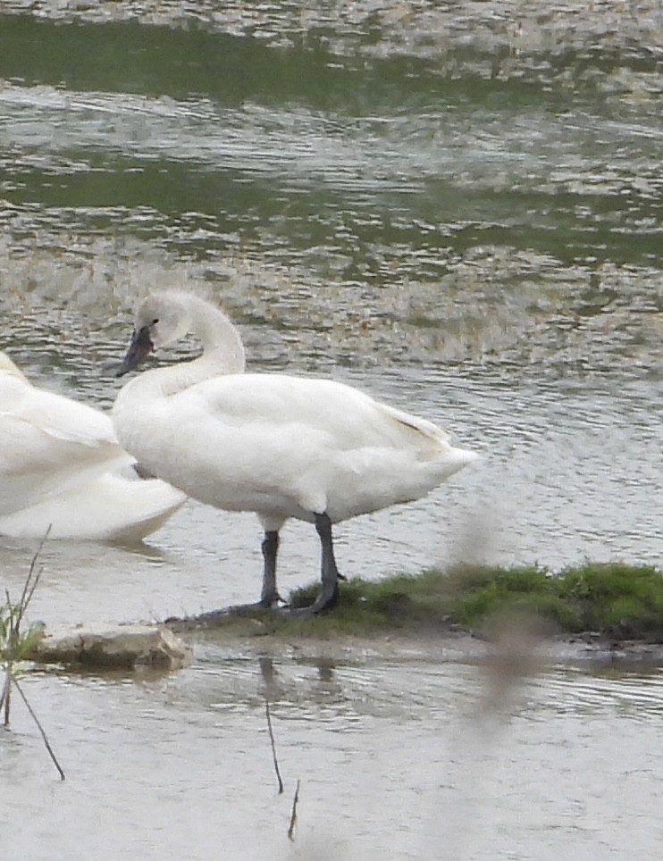 Tundra Swan - rita laurance