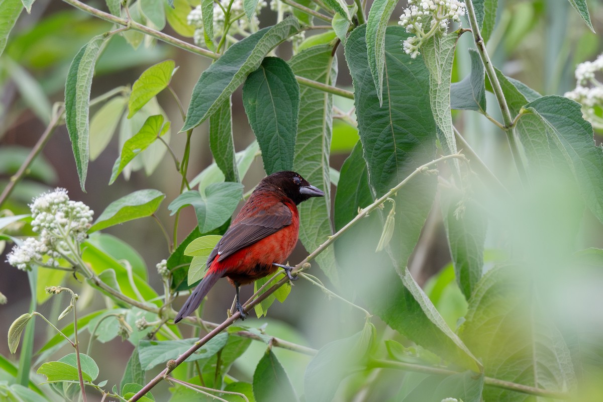 Crimson-backed Tanager - Steve Heinl