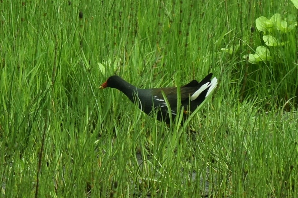 Eurasian Moorhen - ML619635188