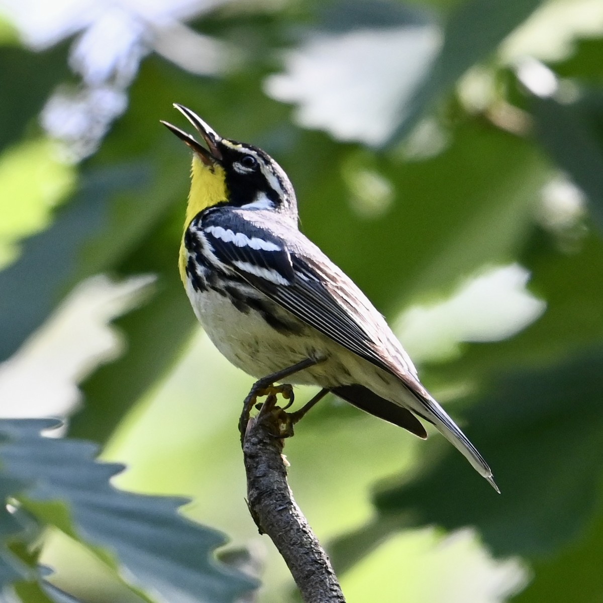 Yellow-throated Warbler - Mike Saccone