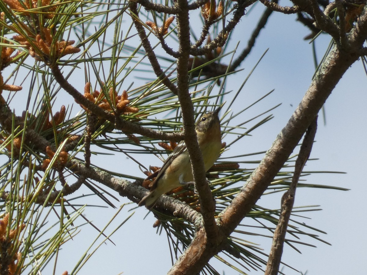 Bay-breasted Warbler - William Buswell