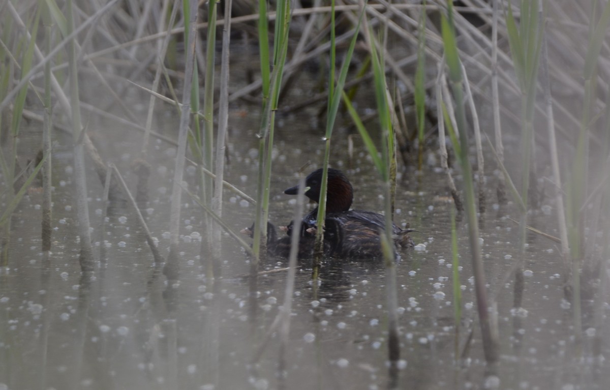 Little Grebe - Dominique Blanc