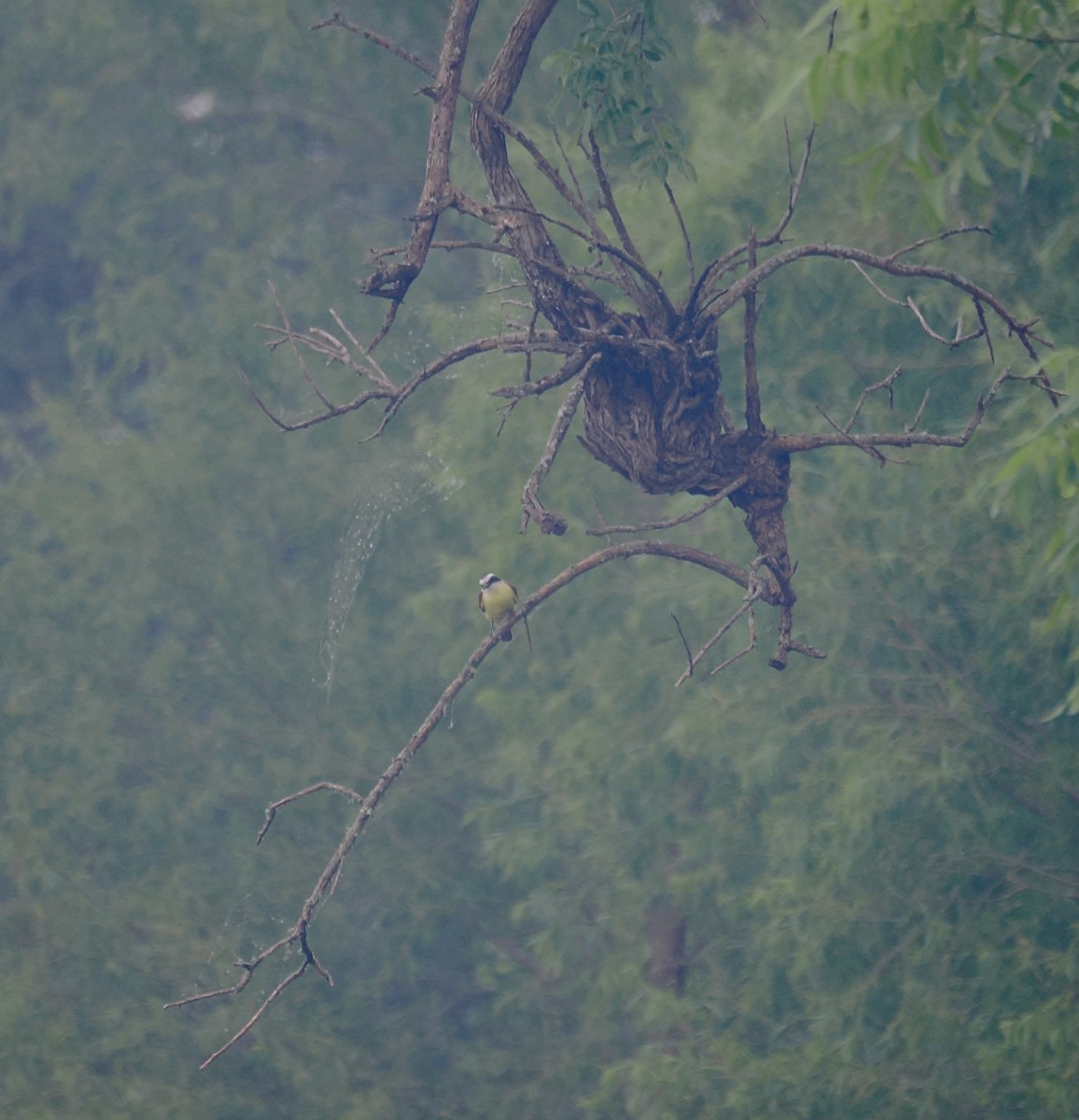 Great Kiskadee - ML619635218