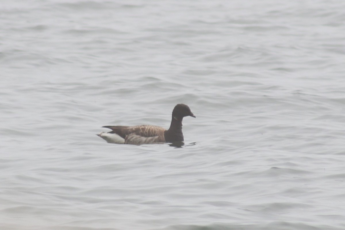 Brant - ML619635227