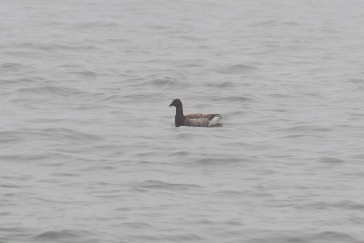 Brant - ML619635228