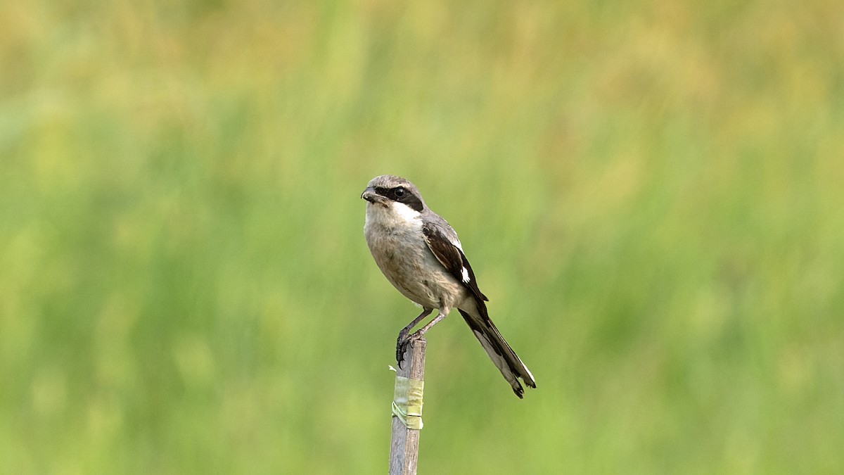 Loggerhead Shrike - Karl H (Hoeff ka)