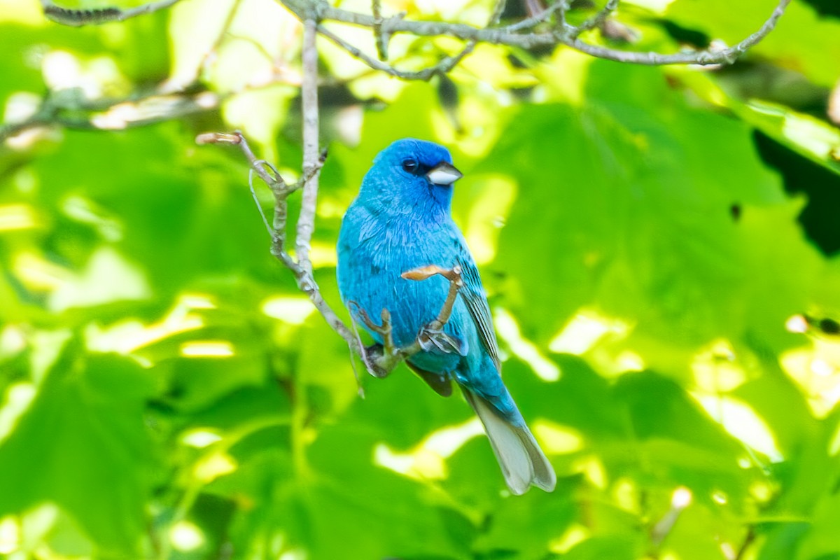 Indigo Bunting - ML619635232