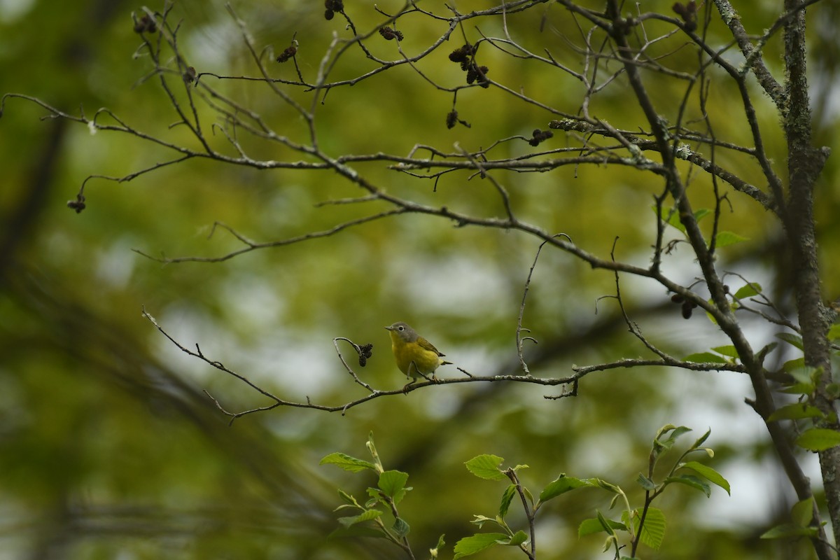 Nashville Warbler - Marcia Suchy