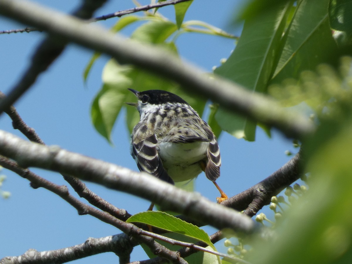 Blackpoll Warbler - William Buswell
