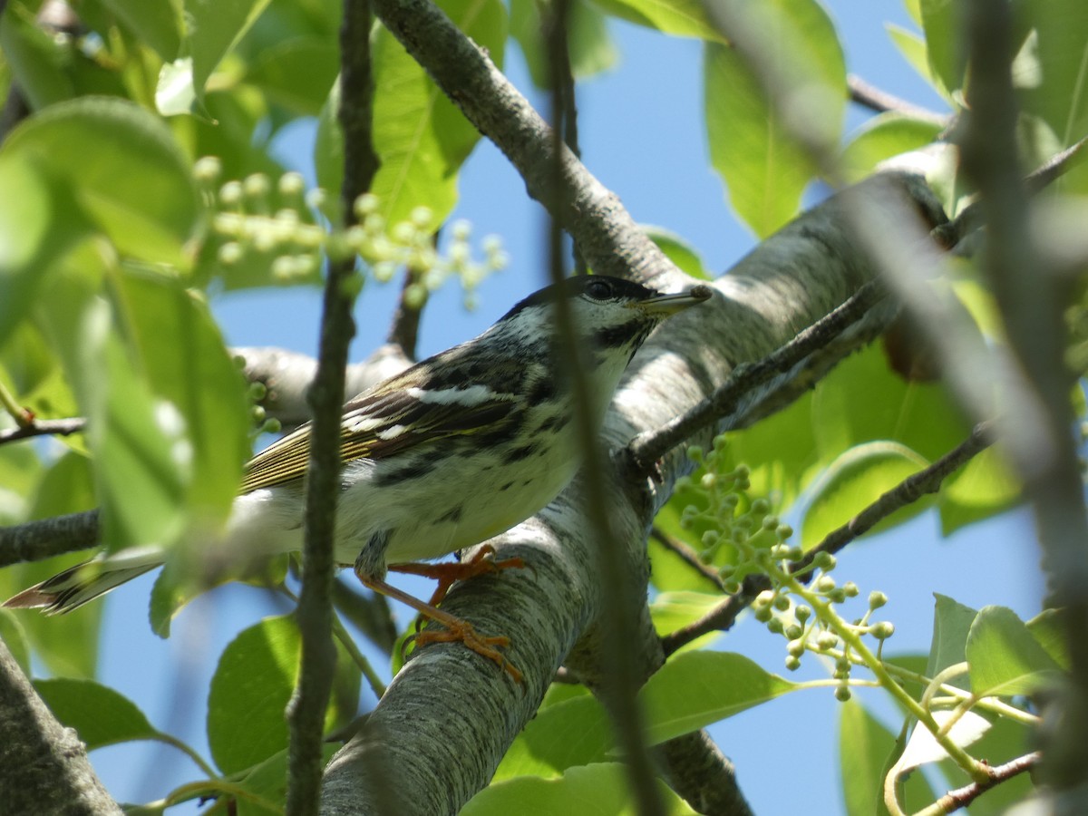 Blackpoll Warbler - William Buswell