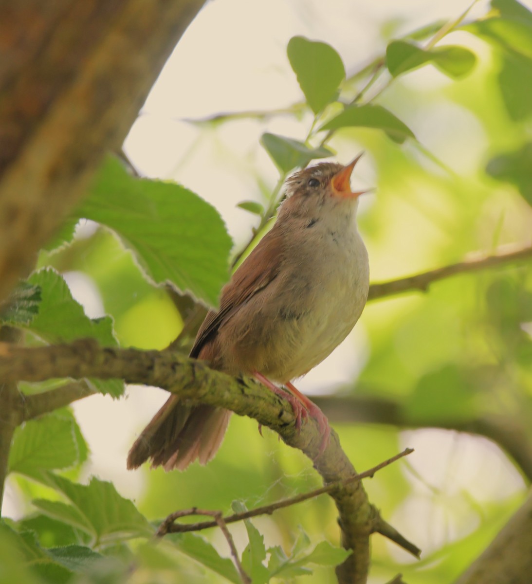 Cetti's Warbler - Colin Barrett