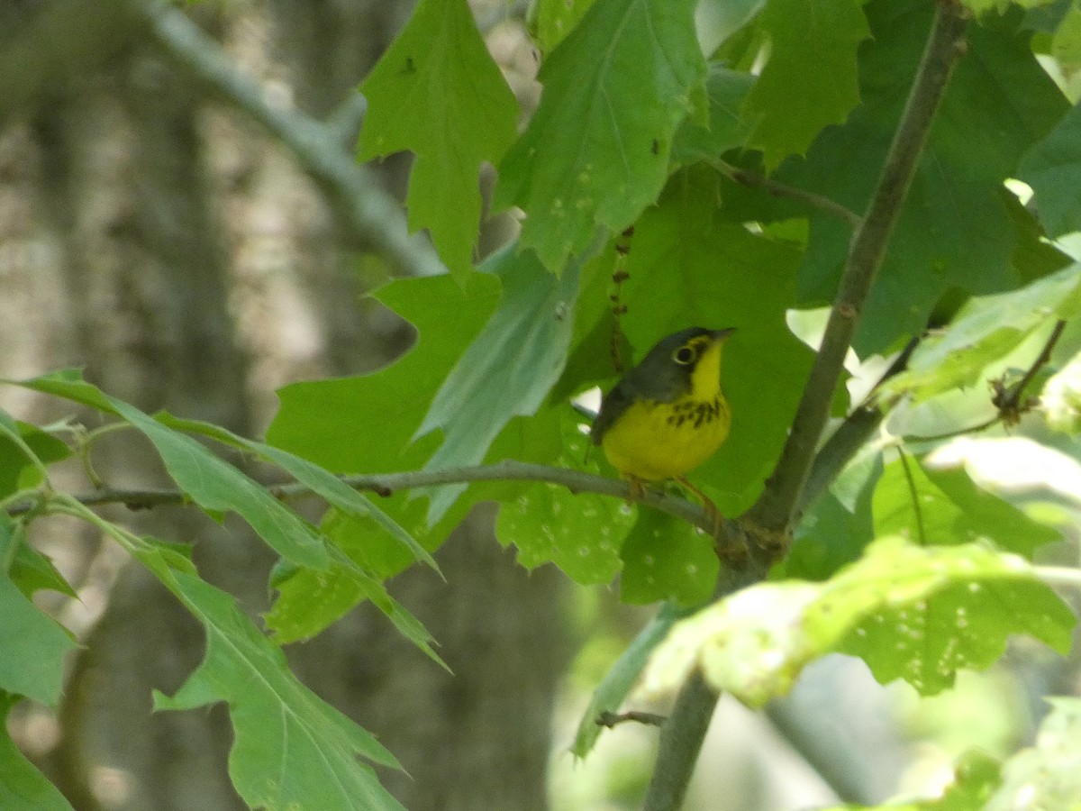Canada Warbler - William Buswell