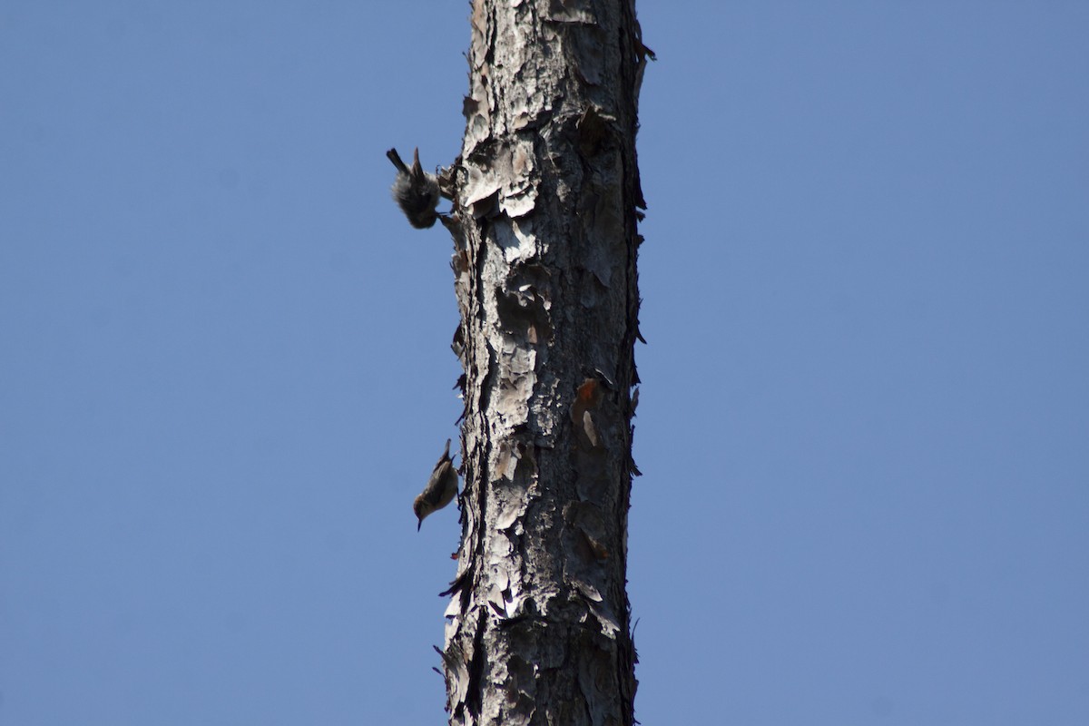 Brown-headed Nuthatch - ML619635253