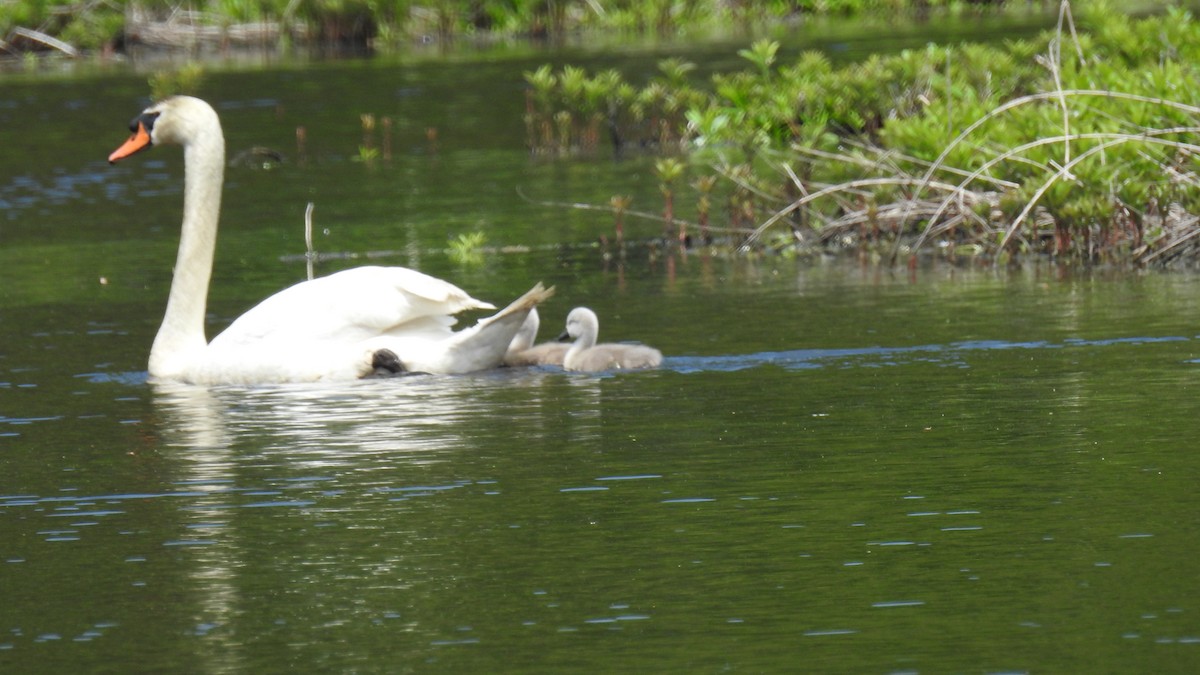Mute Swan - Anca Vlasopolos