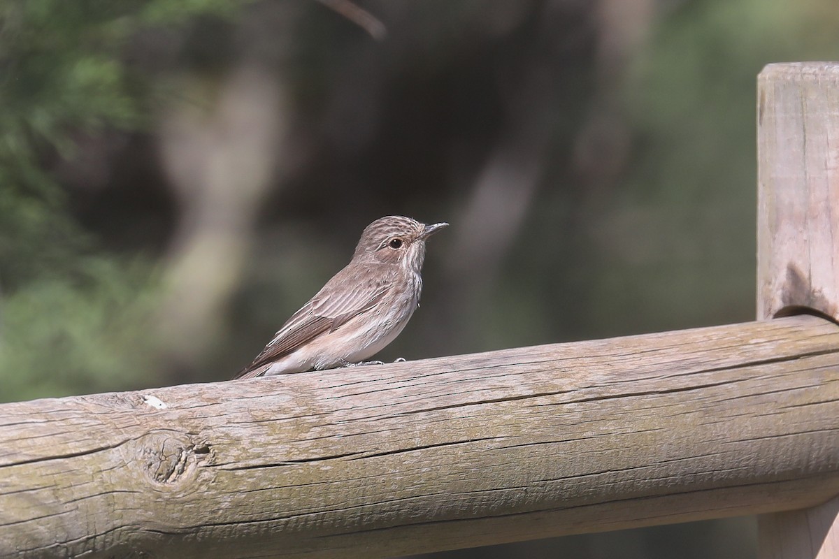 Spotted Flycatcher (Spotted) - ML619635261