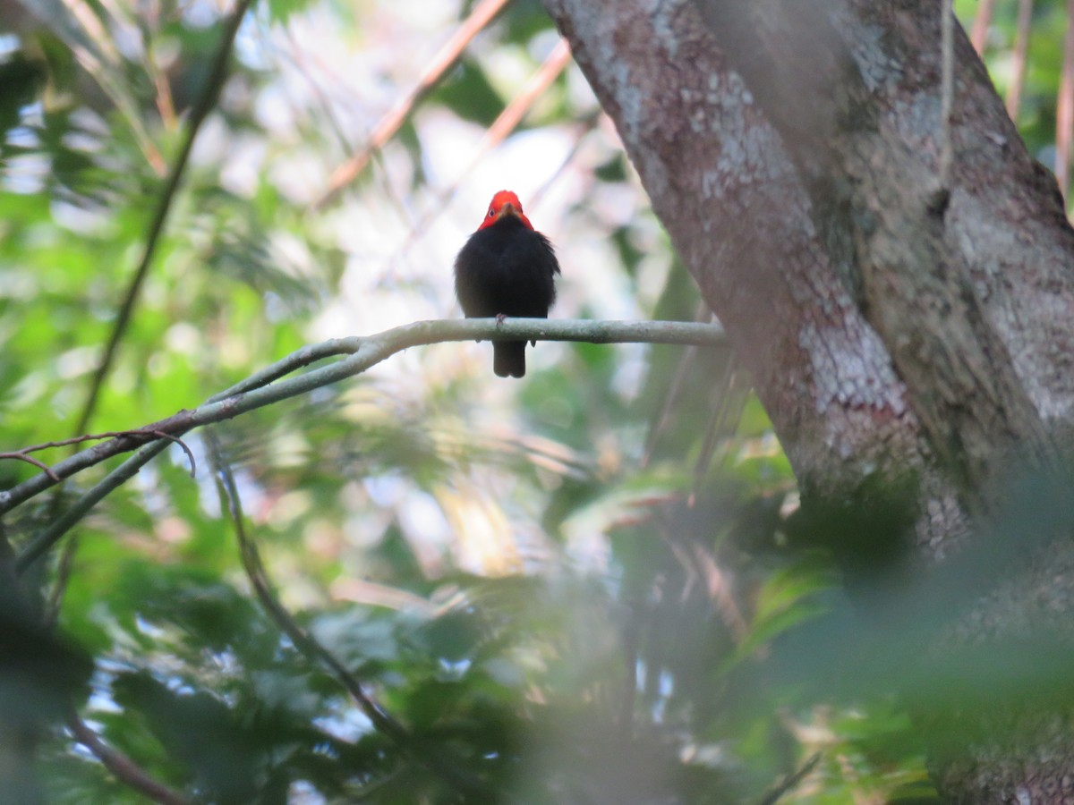 Red-capped Manakin - ML619635265