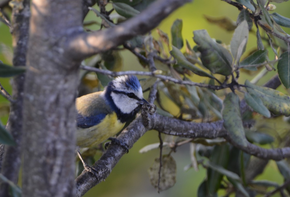 Eurasian Blue Tit - Dominique Blanc