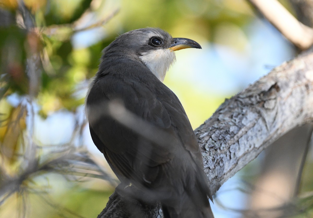 Mangrove Cuckoo - Elizabeth Hawkins