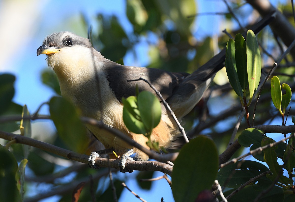 Mangrove Cuckoo - Elizabeth Hawkins