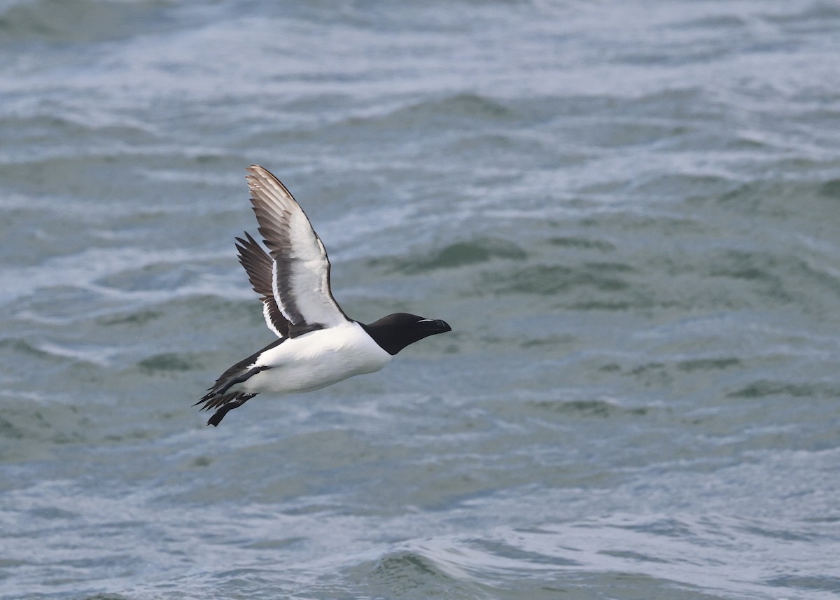 Razorbill - Will Scott