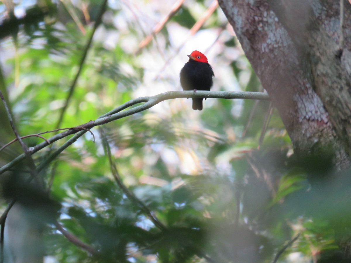 Red-capped Manakin - ML619635277