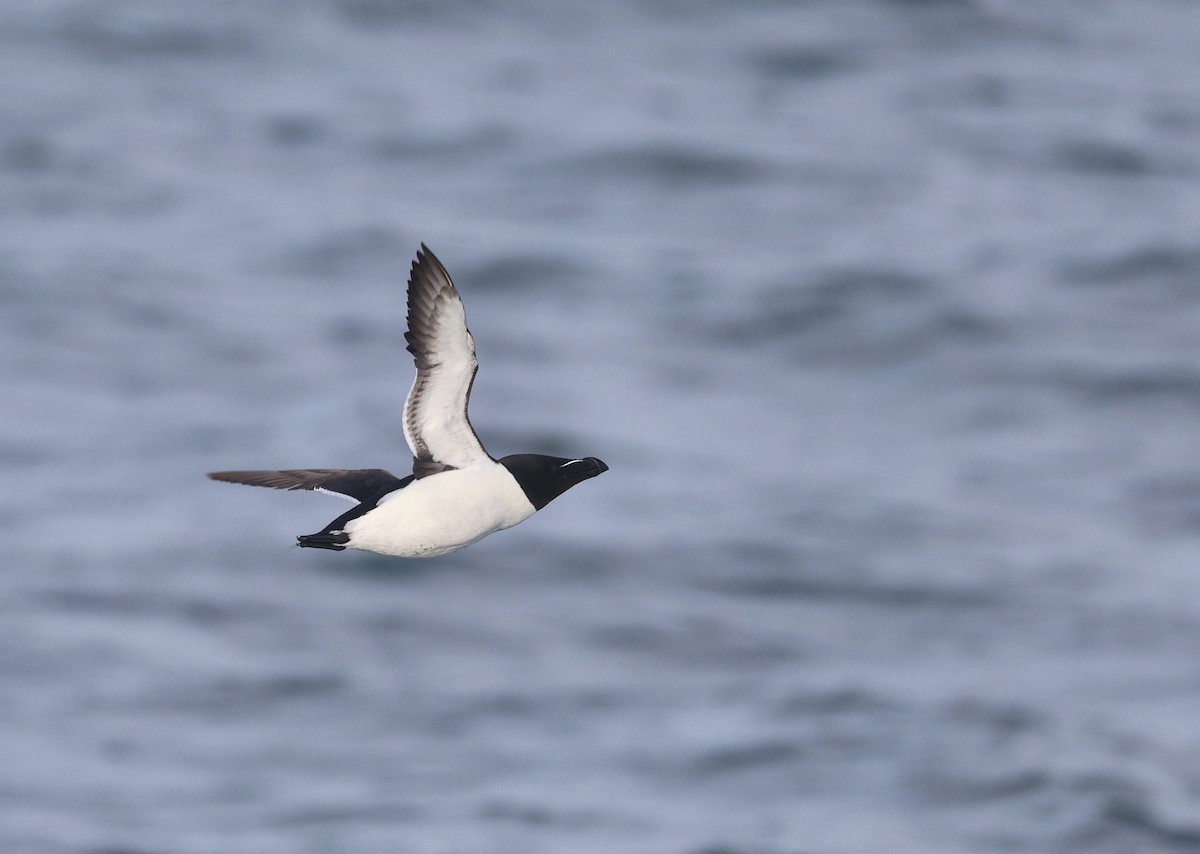 Razorbill - Will Scott