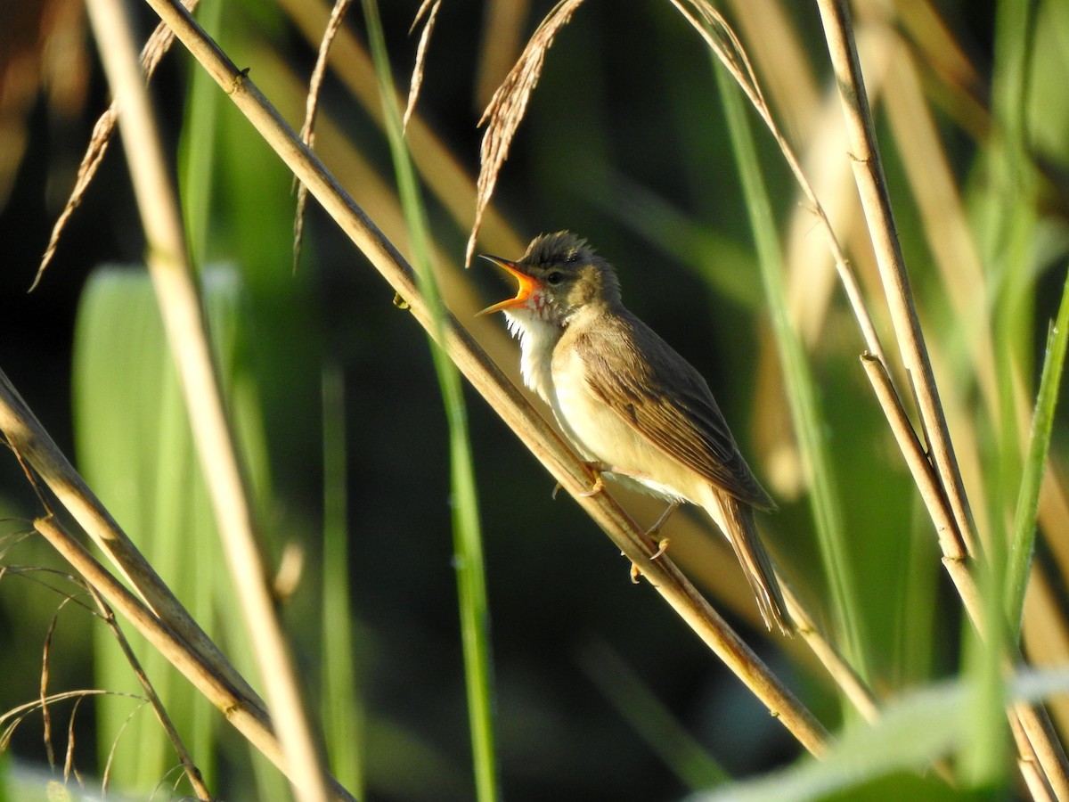 Marsh Warbler - ML619635279